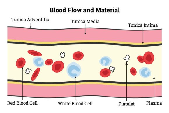 Download Blood Flow and Material Science Design - Premium Resources